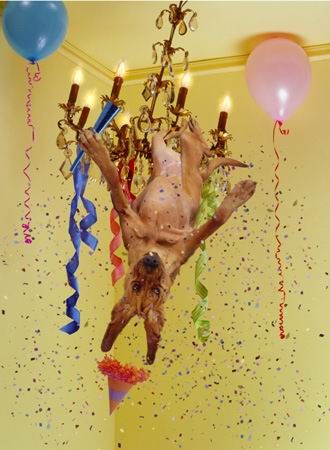 What do Animals Do when Masters are not Around?