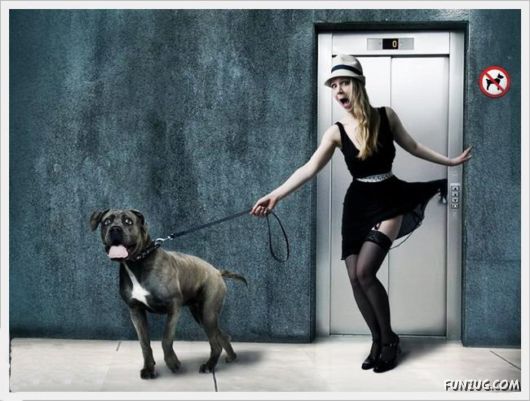 Artistic Girls with Their Pets