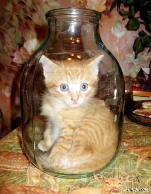 I Can't Stop Laughing