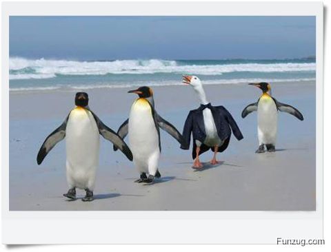 Ever Seen Cheating Animals? (Funny)