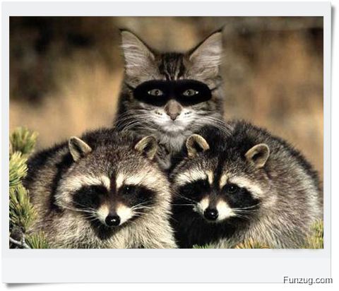 Ever Seen Cheating Animals? (Funny)