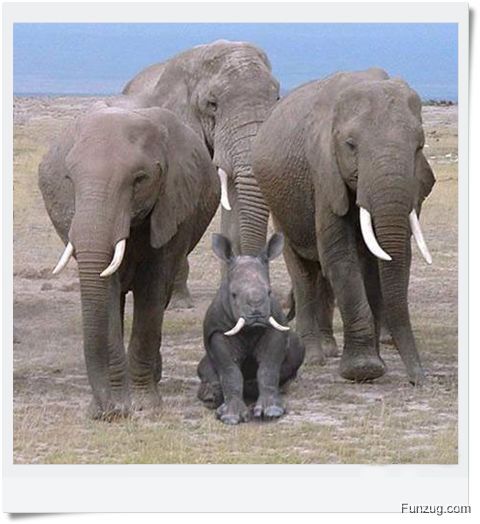 Ever Seen Cheating Animals? (Funny)