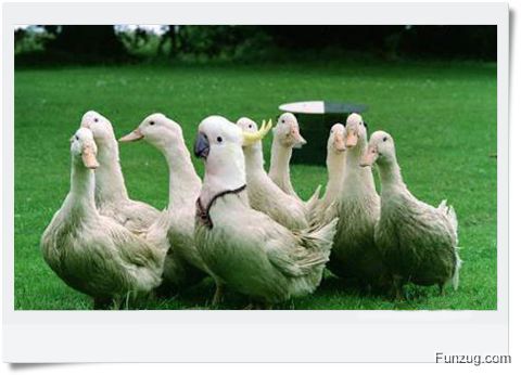 Ever Seen Cheating Animals? (Funny)