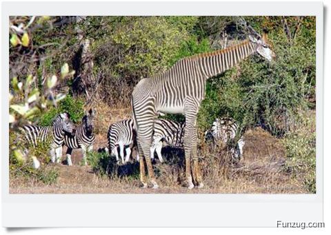 Ever Seen Cheating Animals? (Funny)