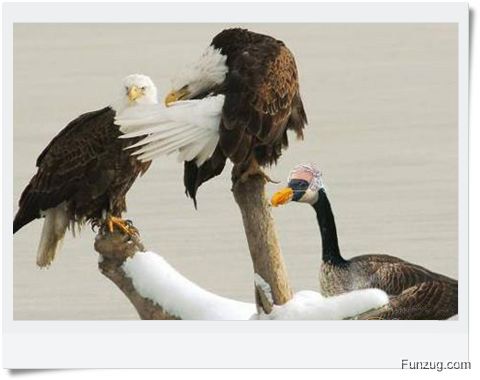 Ever Seen Cheating Animals? (Funny)