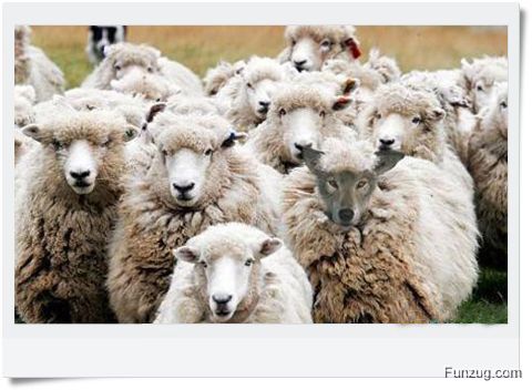 Ever Seen Cheating Animals? (Funny)