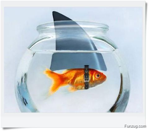 Ever Seen Cheating Animals? (Funny)