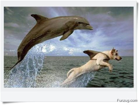 Ever Seen Cheating Animals? (Funny)