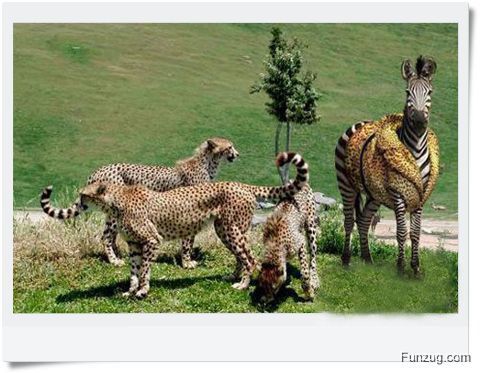 Ever Seen Cheating Animals? (Funny)