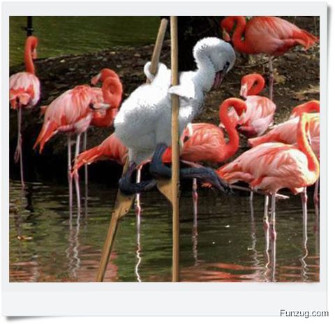 Ever Seen Cheating Animals? (Funny)