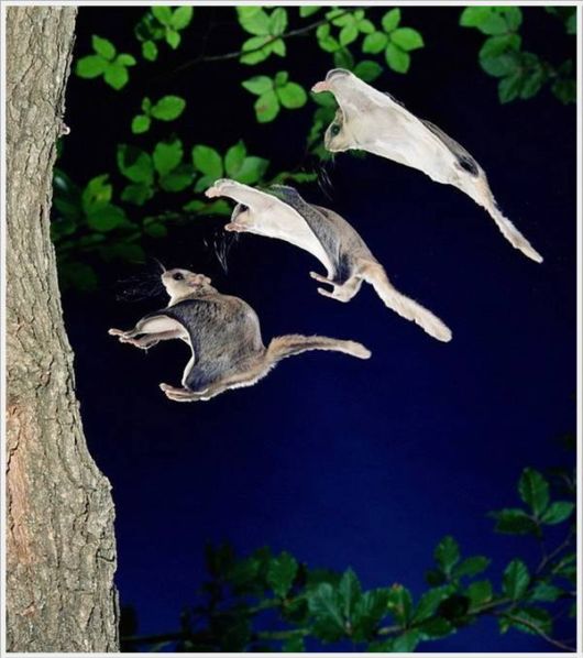 Cool Funny Pictures Dose