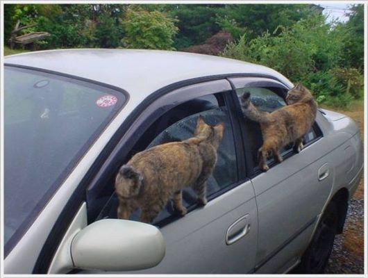 Cool Funny Pictures Dose