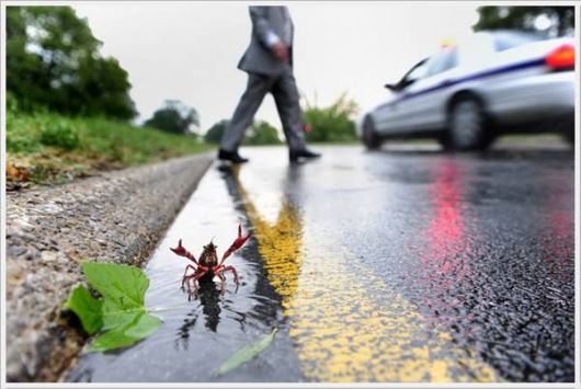 Cool Funny Pictures Dose