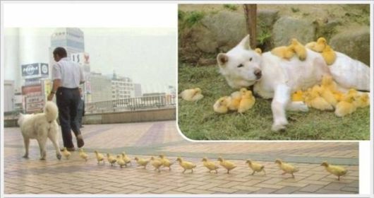 Cool Funny Pictures Dose