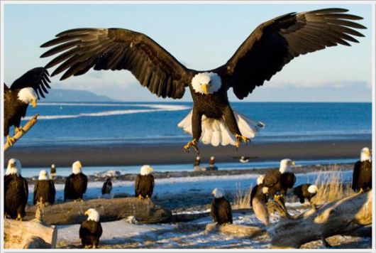 Cool Funny Pictures Dose