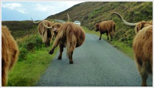 Cool Crazy Fun Pictures