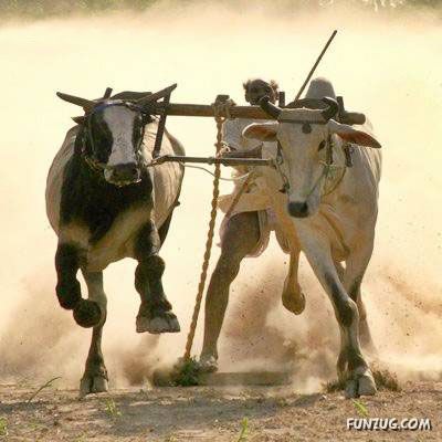 Curious Miscellaneous Funny Photos