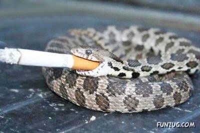 Curious Miscellaneous Funny Photos