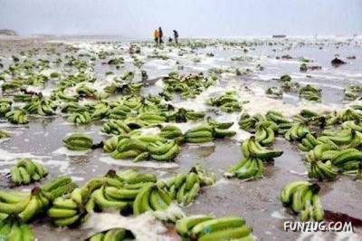 Curious Miscellaneous Funny Photos