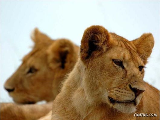 Some of The Cutest Animal Couples