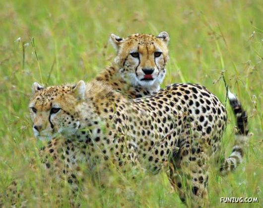 Some of The Cutest Animal Couples