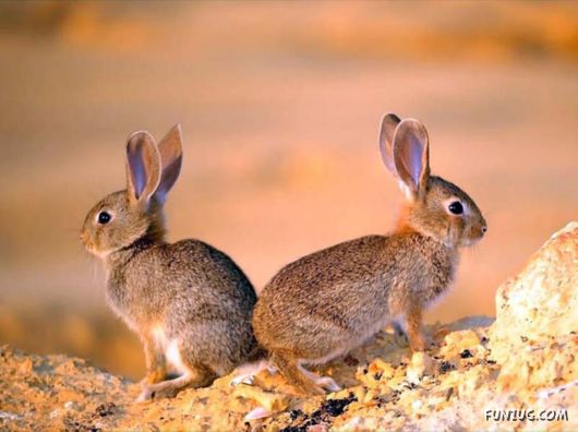 Some of The Cutest Animal Couples