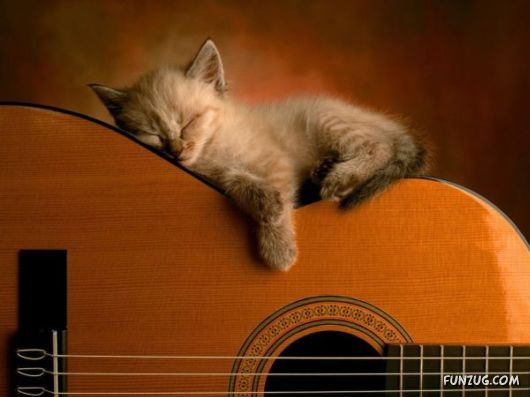 Let These Cute Cats Sleep