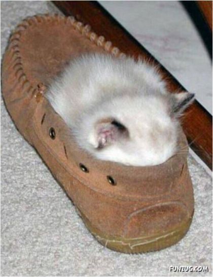 Let These Cute Cats Sleep