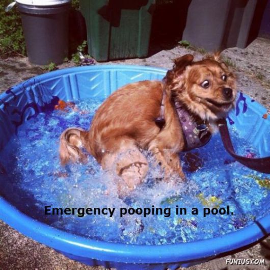 These Dogs Are Actually Just Real People