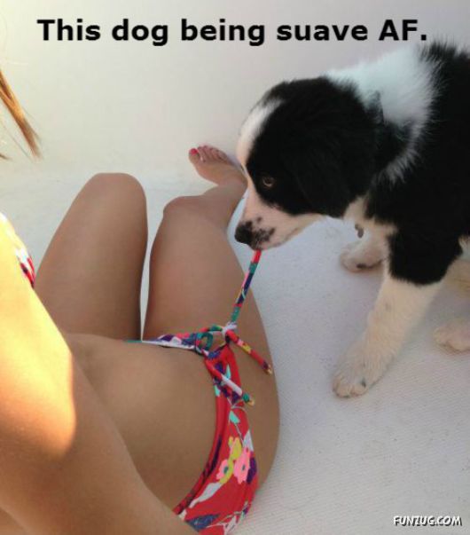 These Dogs Are Actually Just Real People