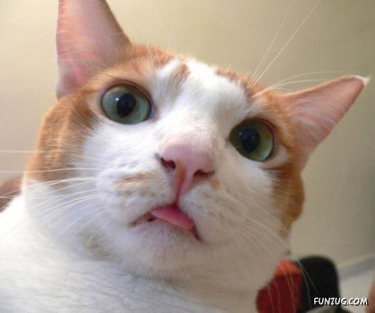 Funniest Cats Taking Selfies