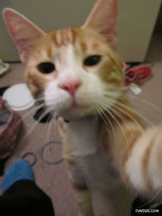 Funniest Cats Taking Selfies