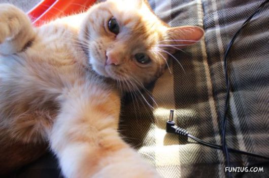 Funniest Cats Taking Selfies