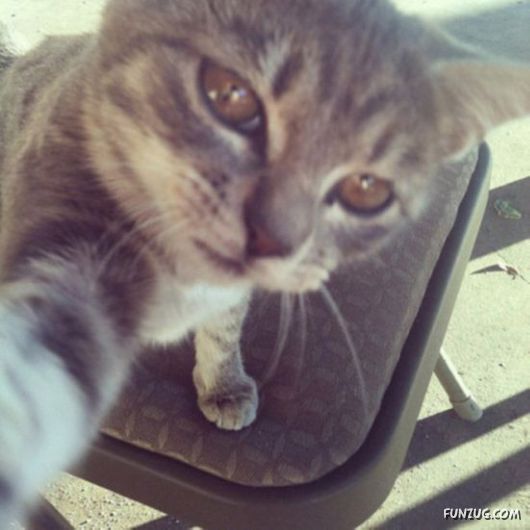 Funniest Cats Taking Selfies