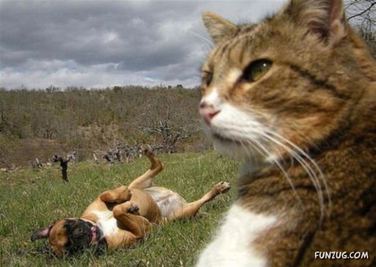 Funniest Cats Taking Selfies