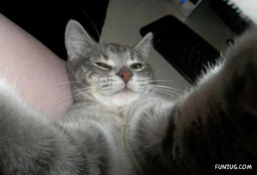 Funniest Cats Taking Selfies
