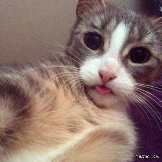 Funniest Cats Taking Selfies