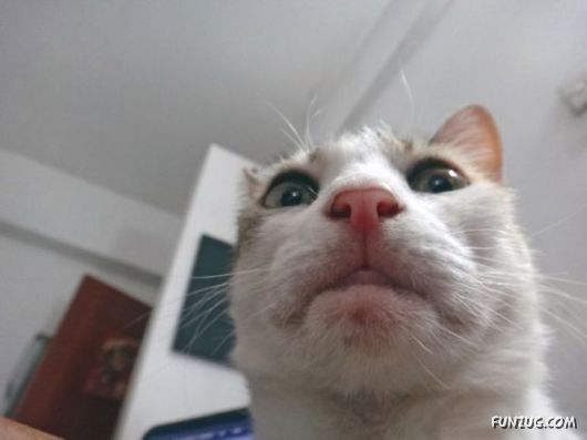 Funniest Cats Taking Selfies