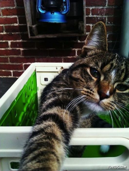 Funniest Cats Taking Selfies