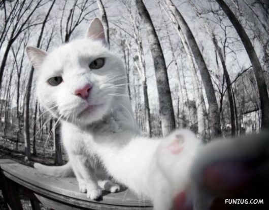 Funniest Cats Taking Selfies