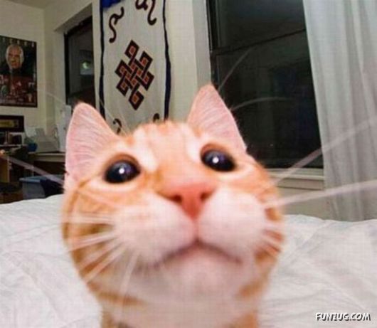 Funniest Cats Taking Selfies
