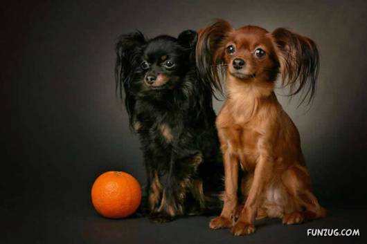 Some Funny Animals Pics