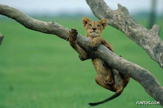 Some Funny Animals Pics