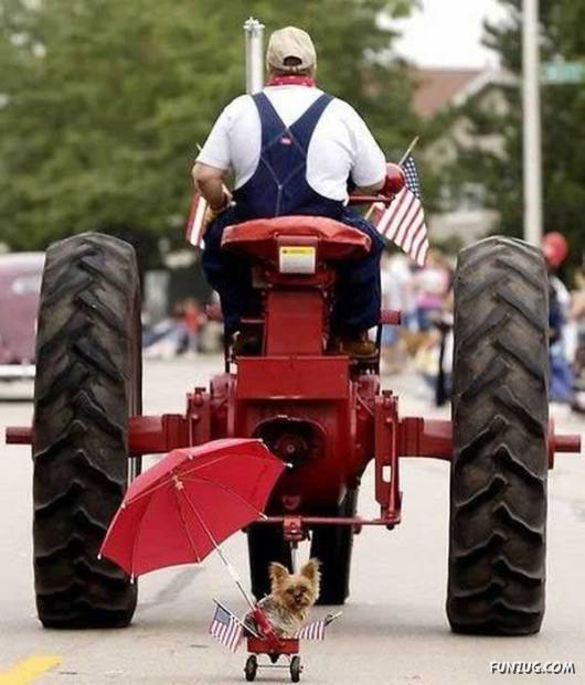 Some Funny Animals Pics