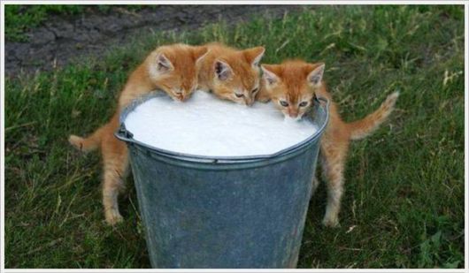 Funny Cool Pix Collection