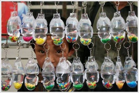 Funny Cool Pix Collection