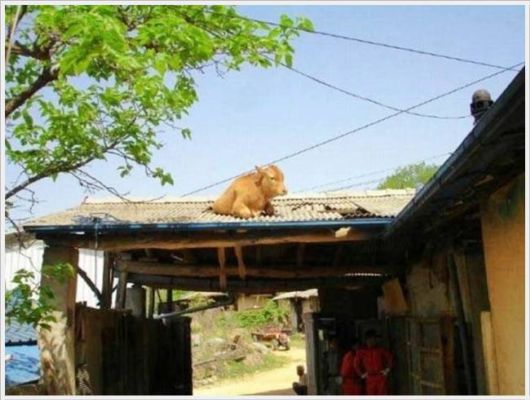 Funny Cool Pix Collection