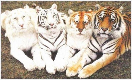 Funny Cool Pix Collection