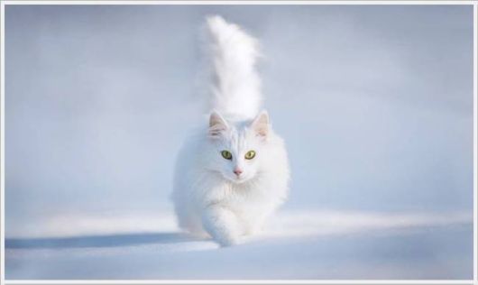 Funny Cool Pix Collection