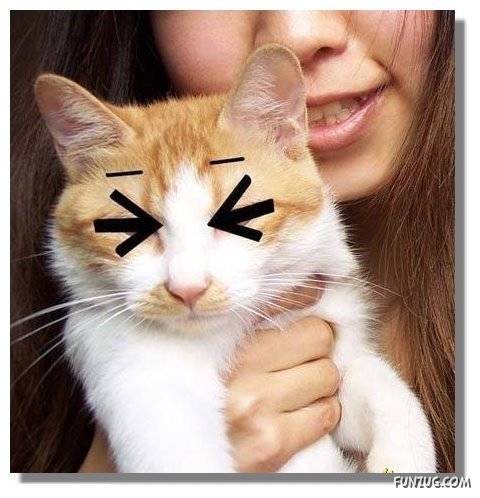 Lets Have Some Fun with Cat